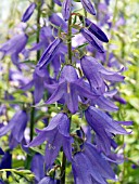 CAMPANULA PUNCTATA VIENNA FESTIVAL