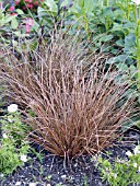 CAREX FLAGELLIFERA TOFFEE TWIST