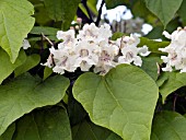 CATALPA BIGNONIOIDES