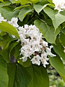 CATALPA BIGNONIOIDES