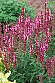 SALVIA NEMEROSA ROSENWEIN, (SALVIA NEMEROSA ROSE WINE)