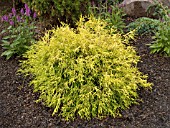 CHAMAECYPARIS PISIFERA GOLDEN MOP