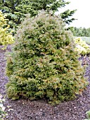 CHAMAECYPARIS THYOIDES HEATHERBUN