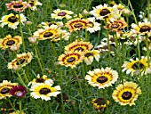 CHRYSANTHEMUM CARINATUM COURT JESTER