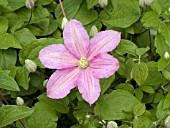 CLEMATIS COMTESSE DE BOUCHARD