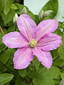 CLEMATIS COMTESSE DE BOUCHARD