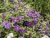 CLEMATIS ETOILE VIOLETTE