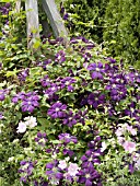 CLEMATIS ETOILE VIOLETTE