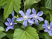 CLEMATIS INTEGRIFOLIA ARABELLA