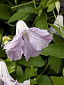 CLEMATIS VITICELLA BETTY CORNING