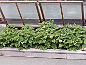 COLD FRAME WITH POTATOES