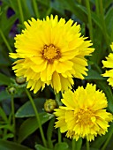 COREOPSIS GRANDIFLORA SUNRAY