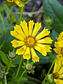 COREOPSIS JETHRO TULL