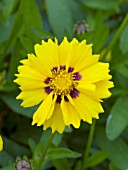 COREOPSIS LANCEOLATA WALTER