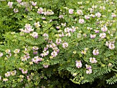 CORONILLA VARIA