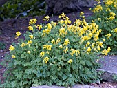 CORYDALIS LUTEA