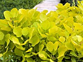 COTINUS COGGYGRIA GOLDEN SPIRIT