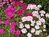 DIANTHUS CHINENSIS MIX