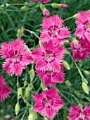 DIANTHUS GRATIANOPOLITANUS GRANDIFLORUS