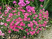 DIANTHUS GRATIANOPOLITANUS GRANDIFLORUS