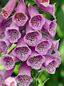 DIGITALIS MERTONENSIS