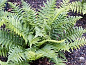 DRYOPTERIS COMPLEXA ROBUST MALE FERN