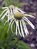 ECHINACEA PALLIDA HULA DANCER