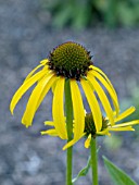 ECHINACEA PARADOXA