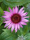 ECHINACEA PURPUREA MERLOT