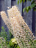 EREMURUS ROFORD