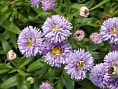 ERIGERON DOUBLE BEAUTY