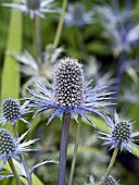 ERYNGIUM ALPINUM BLUE STAR