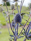 ERYNGIUM PLANUM HELLAS