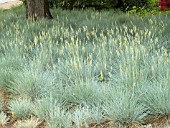 FESTUCA ELIJAH BLUE