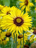 GAILLARDIA AMBER WHEELS