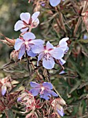 GERANIUM PRATENSE DARK REITER