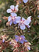 GERANIUM PRATENSE DARK REITER