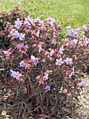 GERANIUM PRATENSE DARK REITER