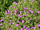 GERANIUM SANGUINEUM NEW HAMPSHIRE