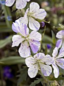 GERANIUM SPLISH SPLASH