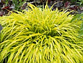 HAKONECHLOA MACRA ALL GOLD