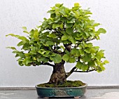 HAMAMELIS JAPONICA BONSAI