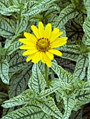 HELIOPSIS HELIANTHOIDES LORAINE SUNSHINE