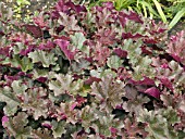 HEUCHERA PURPLE PETTICOATS