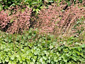 HEUCHERA SANGUINEA ROSAMUNDI