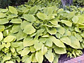 HOSTA AUGUST MOON