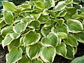 HOSTA FLAMBOYANT