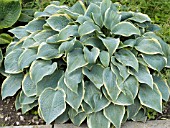 HOSTA FROSTED DIMPLES