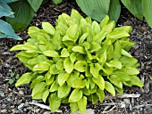 HOSTA GOSAN GOLD MIDGET