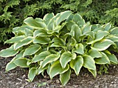 HOSTA MONTANA AUREOMARGINATA